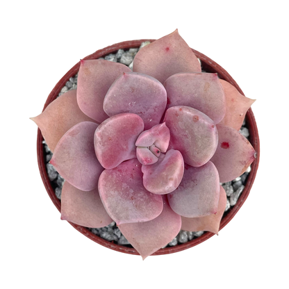 x Graptoveria 'Debbie'