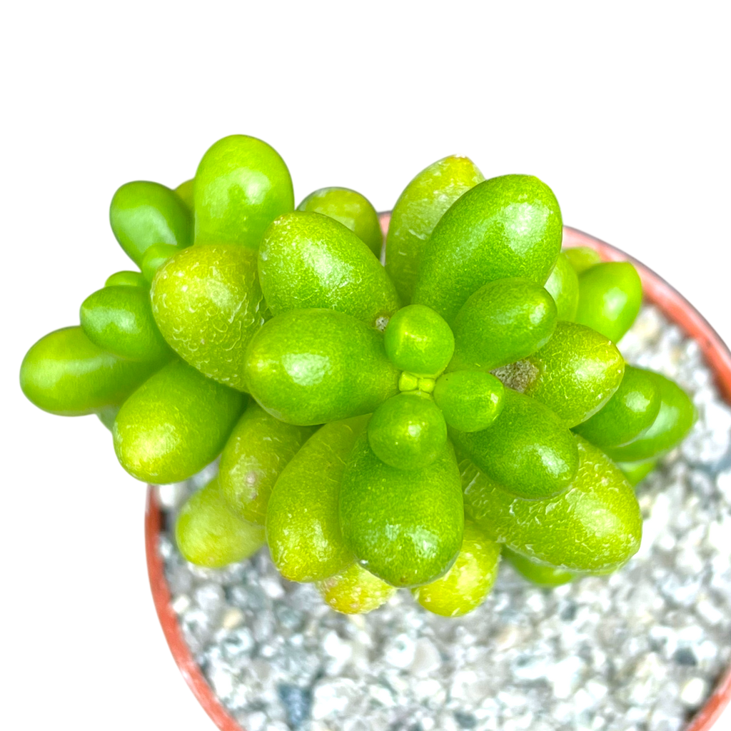 Sedum hernandezii