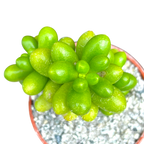 Sedum hernandezii