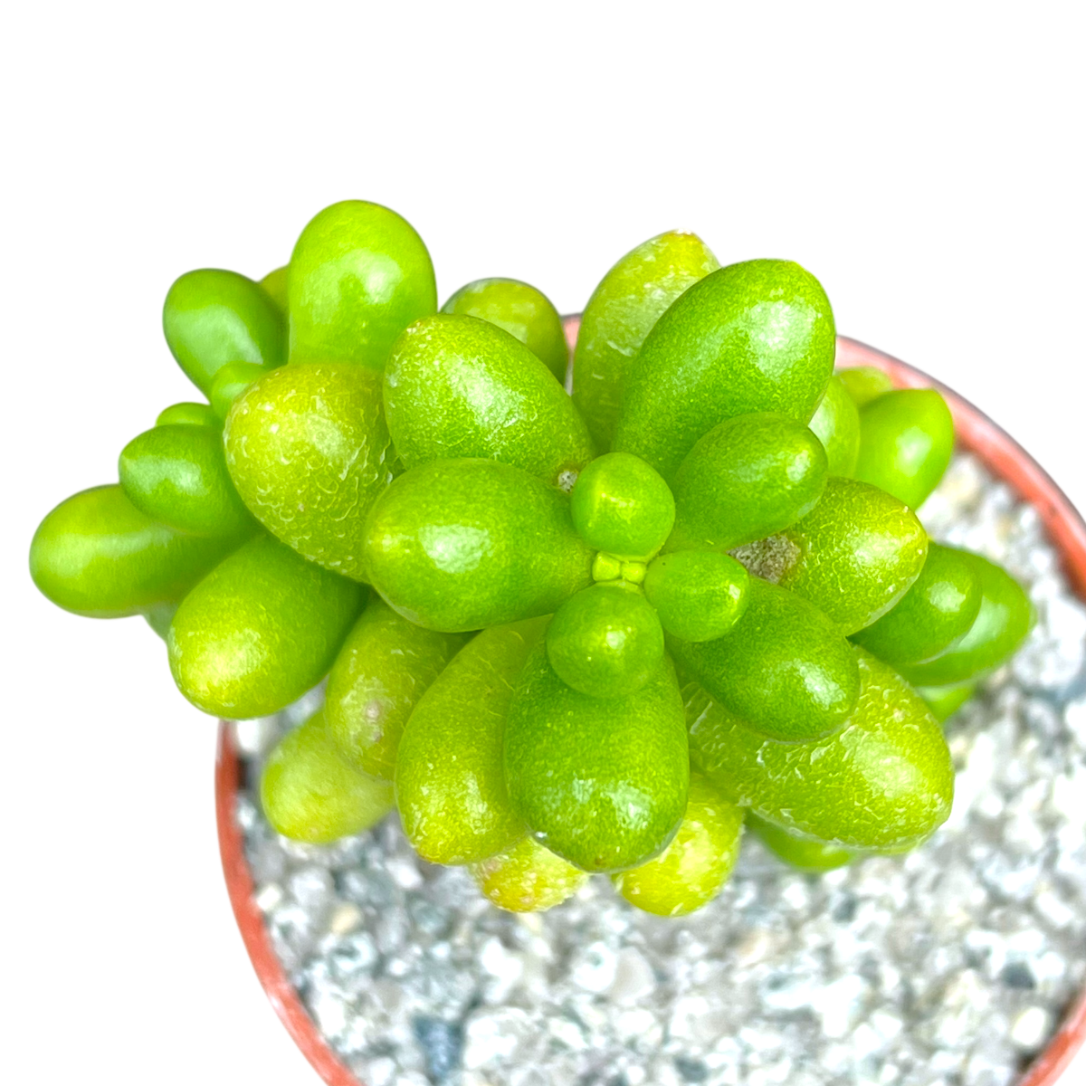 Sedum hernandezii
