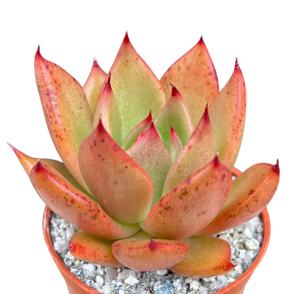 Echeveria agavoides 'Victor Reiter'