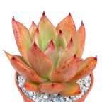 Echeveria agavoides 'Victor Reiter'