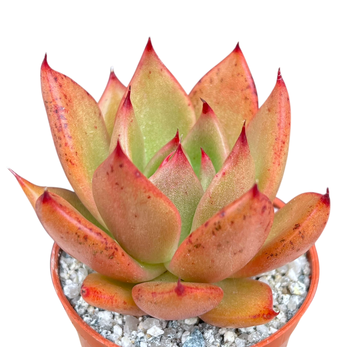 Echeveria agavoides 'Victor Reiter'