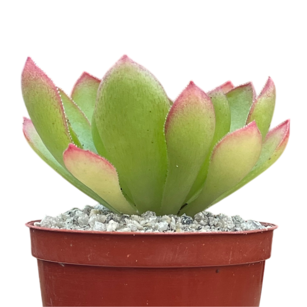 x Semponium 'Diamond'