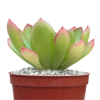 x Semponium 'Diamond'