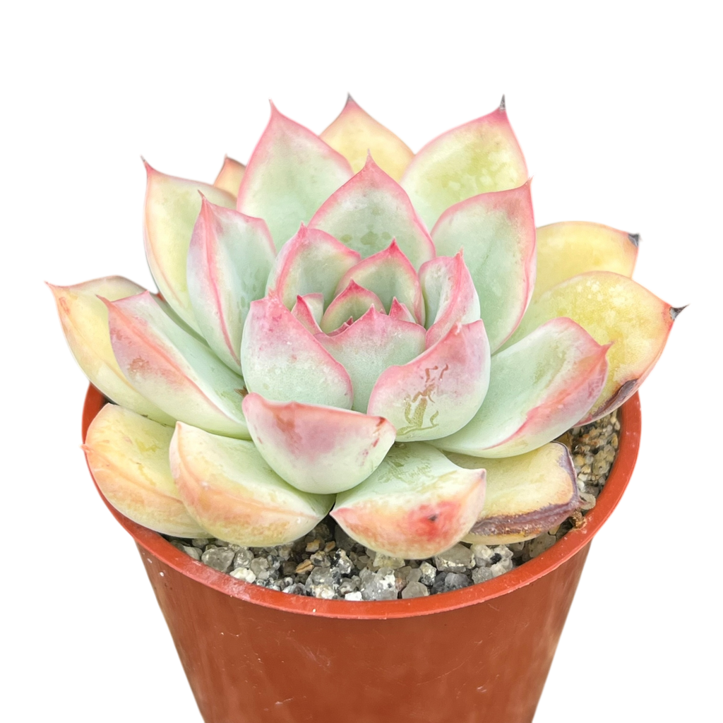 Echeveria 'Apus'