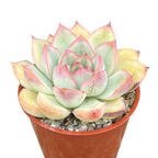 Echeveria 'Apus'