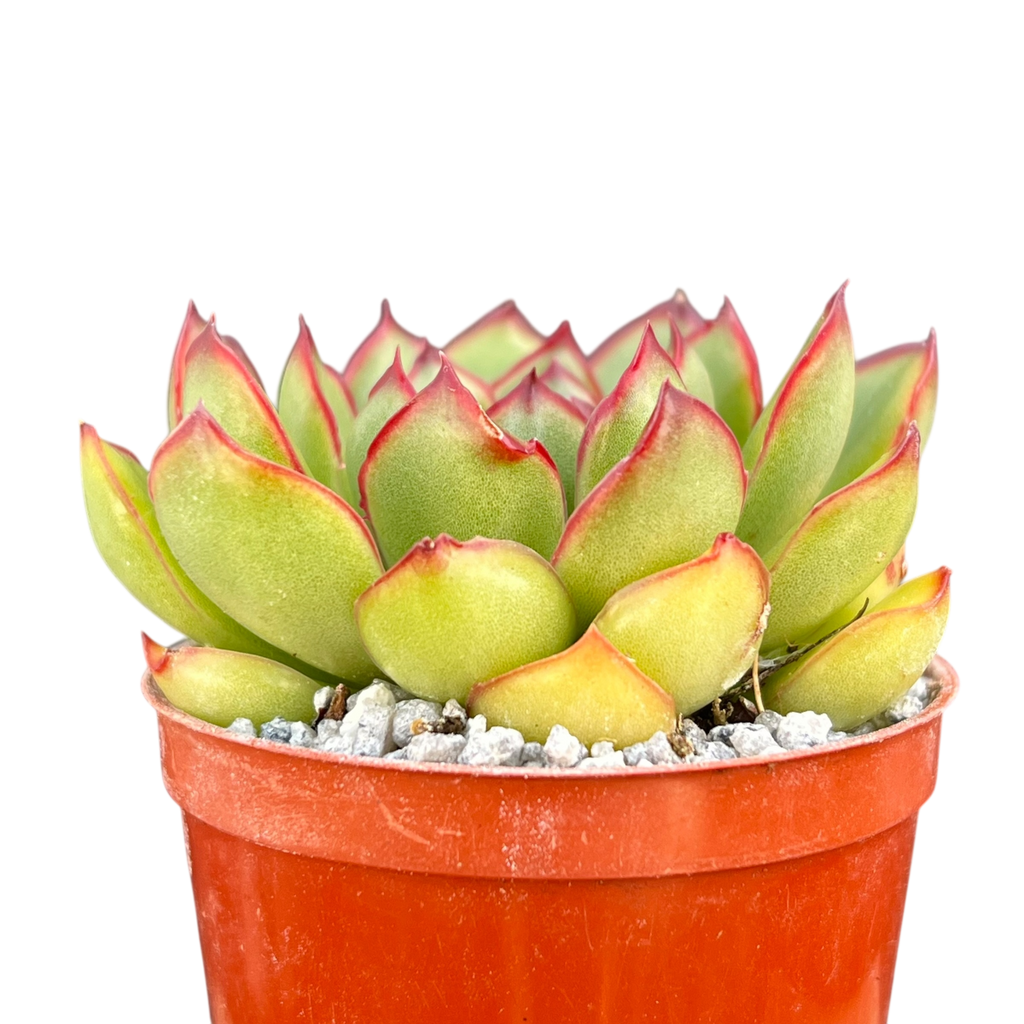 Echeveria 'Christmas'