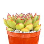 Echeveria 'Christmas'