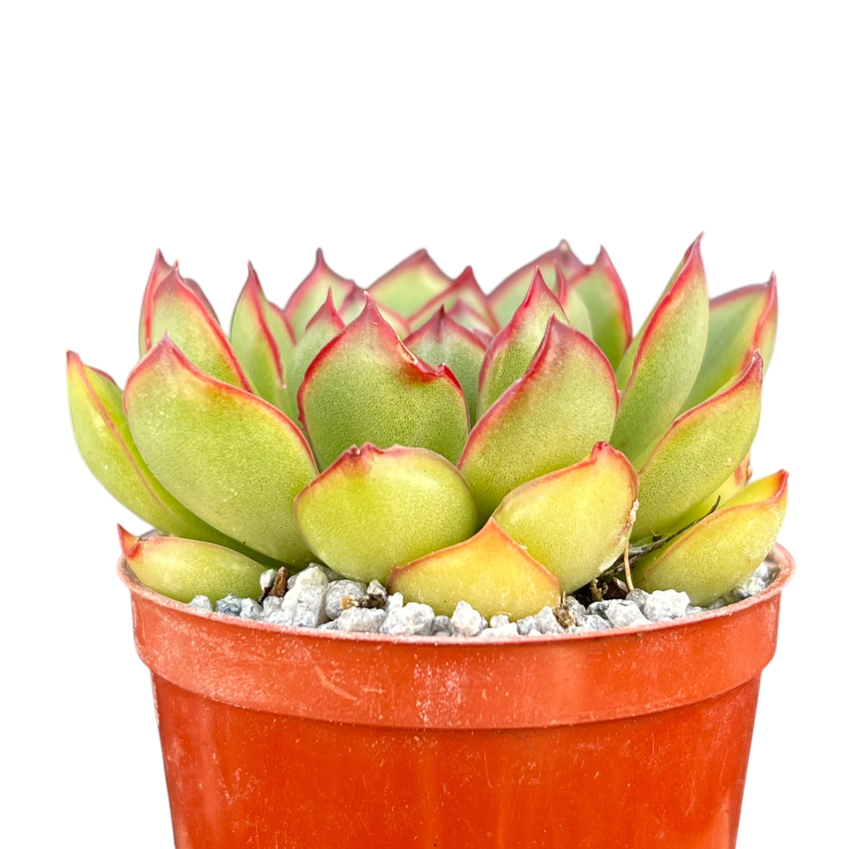 Echeveria 'Christmas'