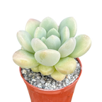 Pachyphytum 'Bubble Gum'