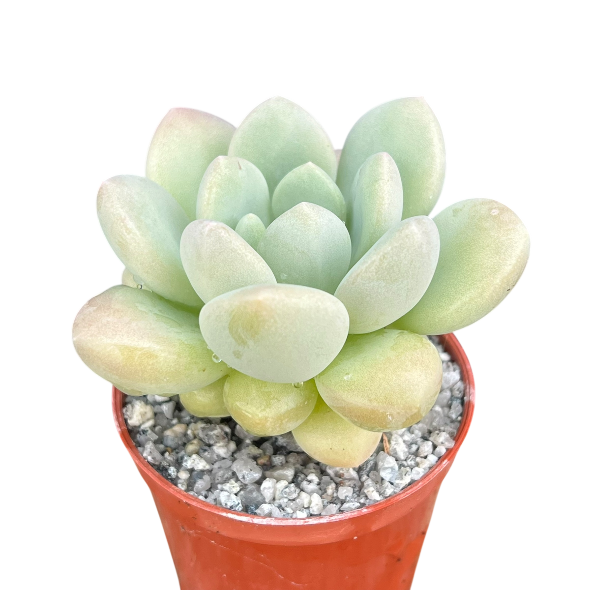 パキフィツム 'バブルガム' – Surreal Succulents
