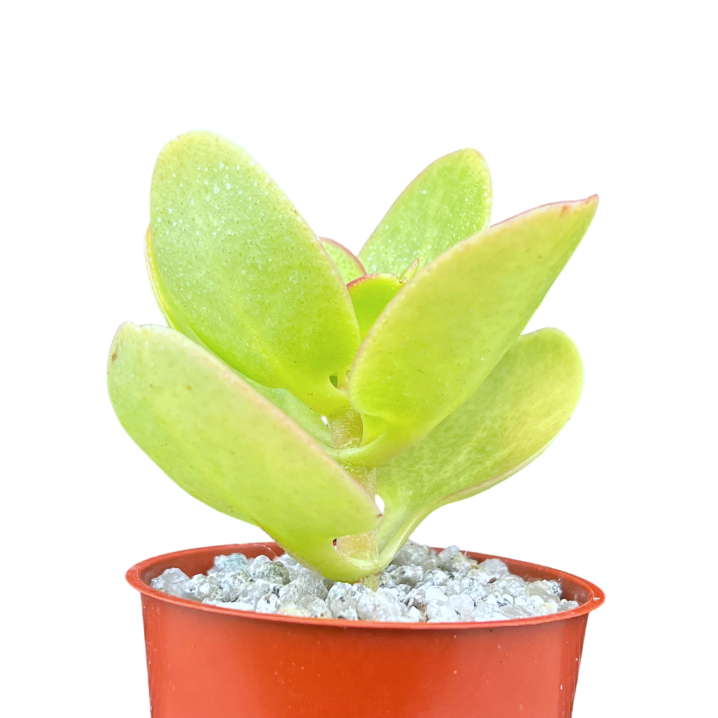Crassula multicava