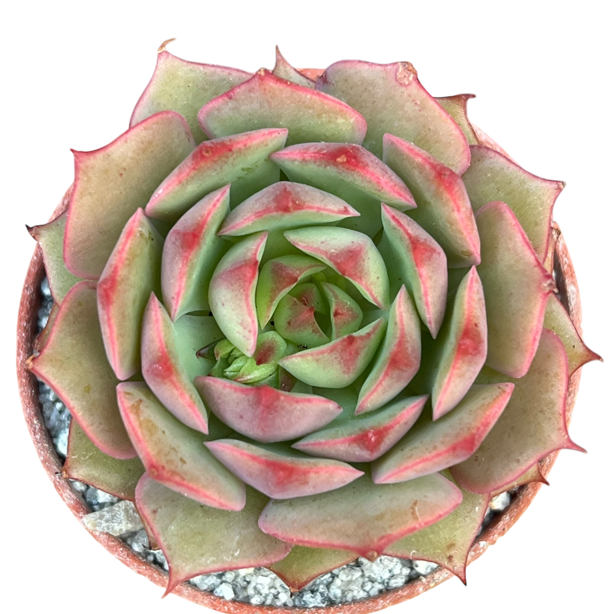 Echeveria 'Ramillette'