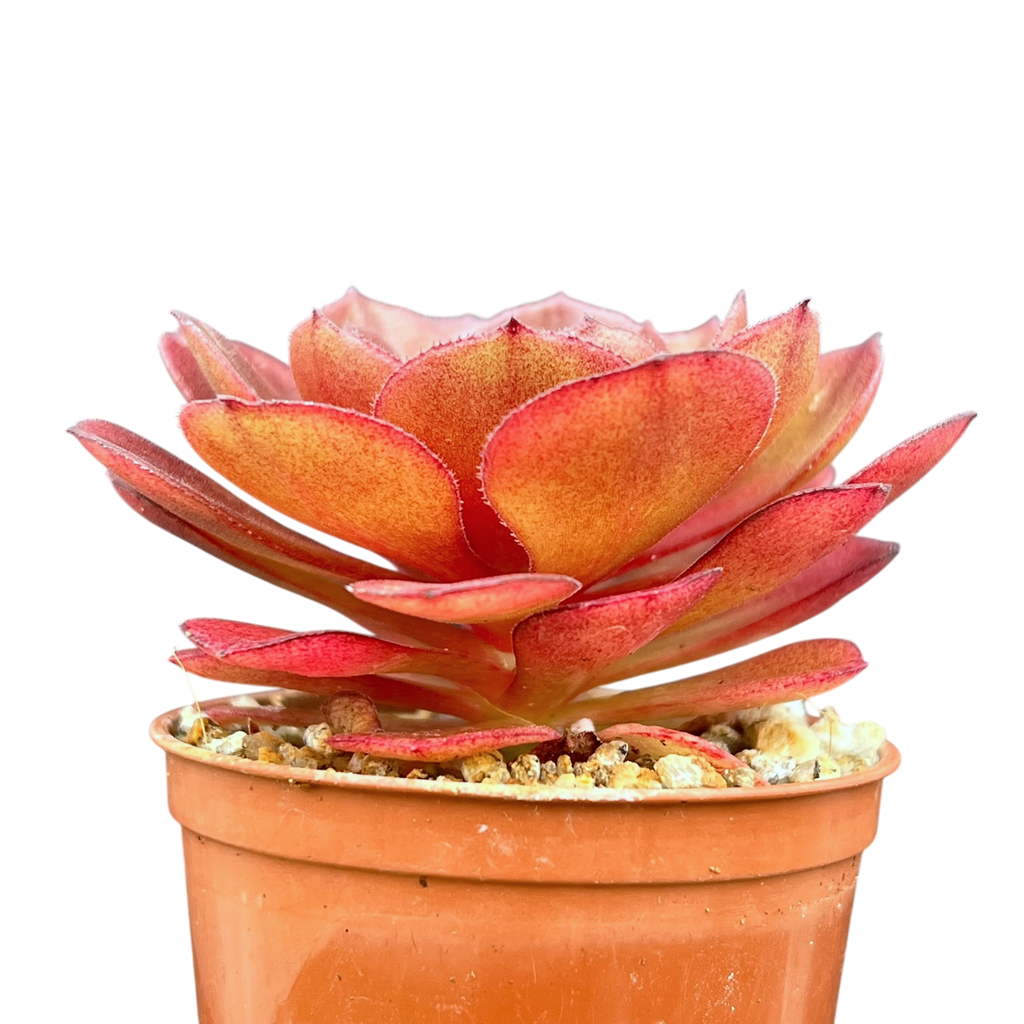 Aeonium 'Madeira Rose'