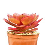 Aeonium 'Madeira Rose'