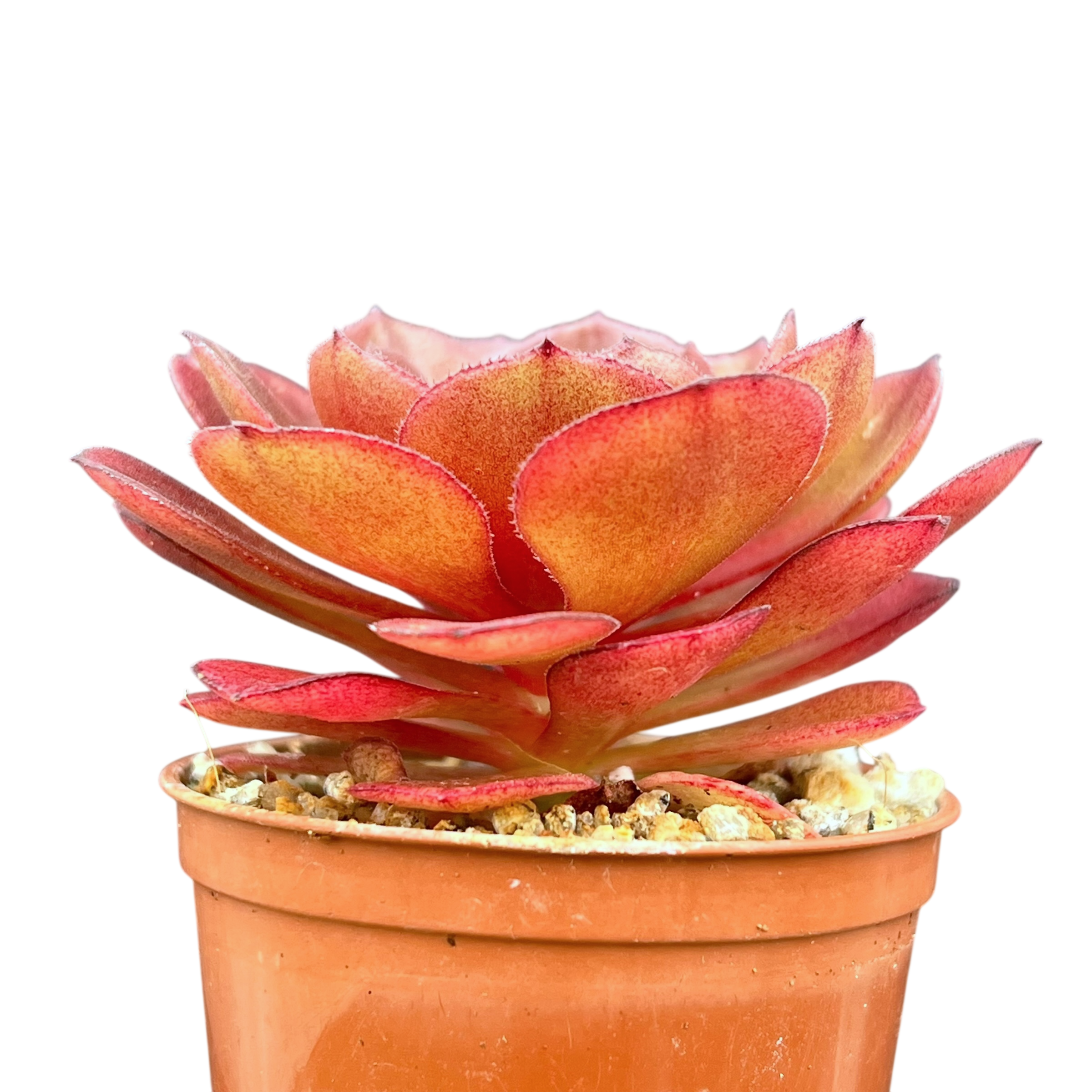 Aeonium 'Madeira Rose'