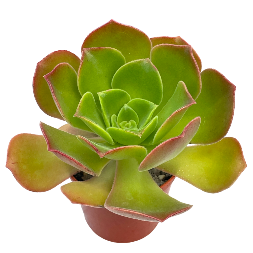 Aeonium 'Darley Blush'