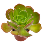 Aeonium 'Darley Blush'