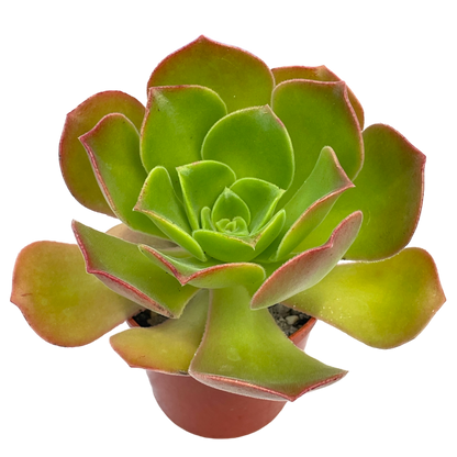 Aeonium 'Darley Blush'