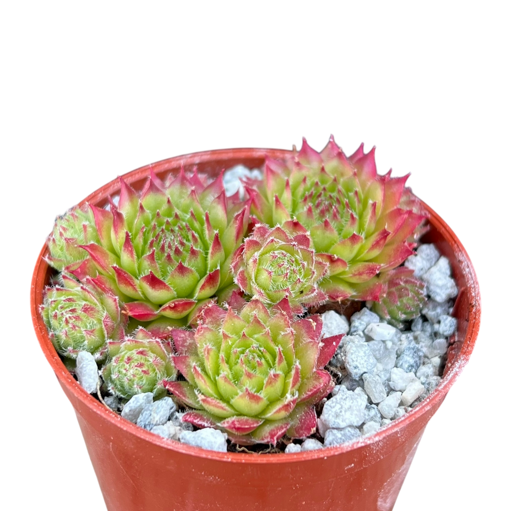 Sempervivum 'Green Dragon'