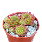 Sempervivum 'Green Dragon'