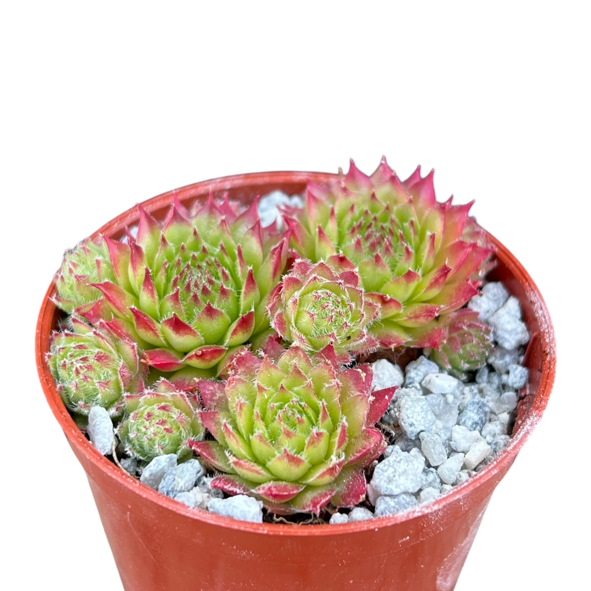Sempervivum 'Green Dragon'