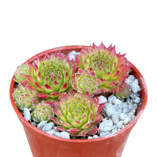 Sempervivum 'Green Dragon'