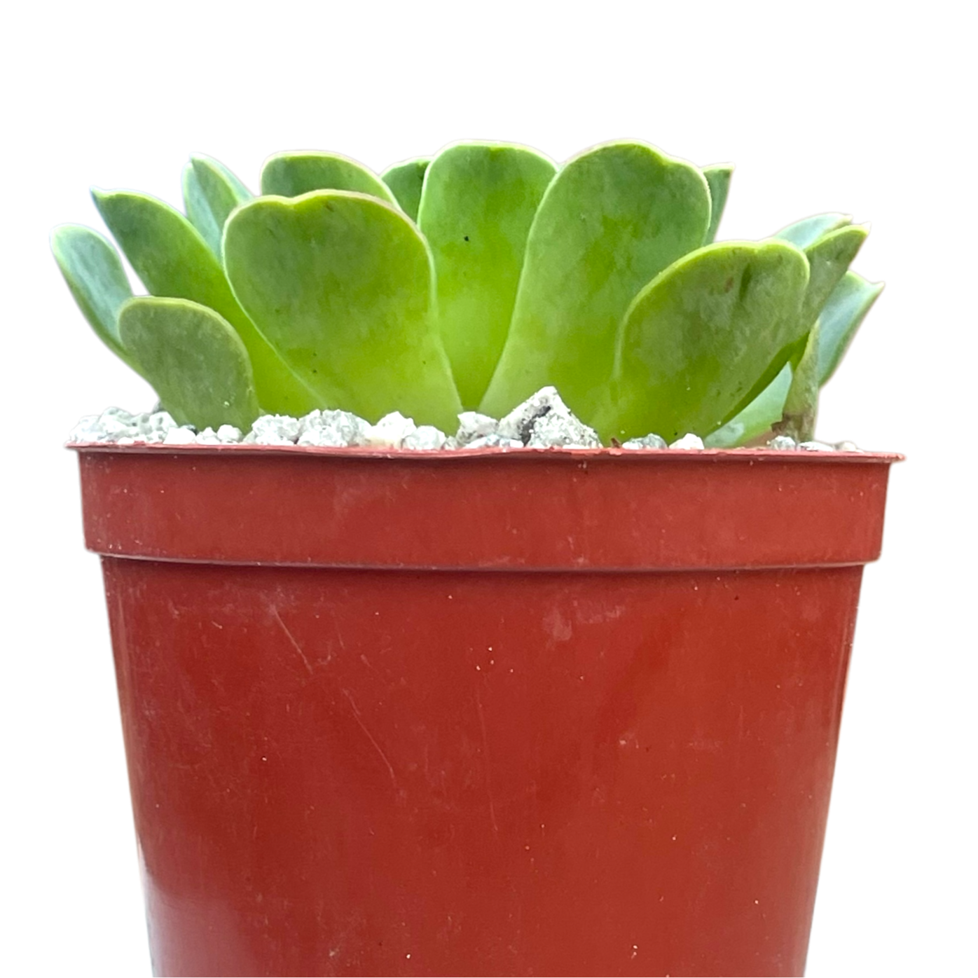 Aeonium diplocycla