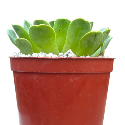 Aeonium diplocycla