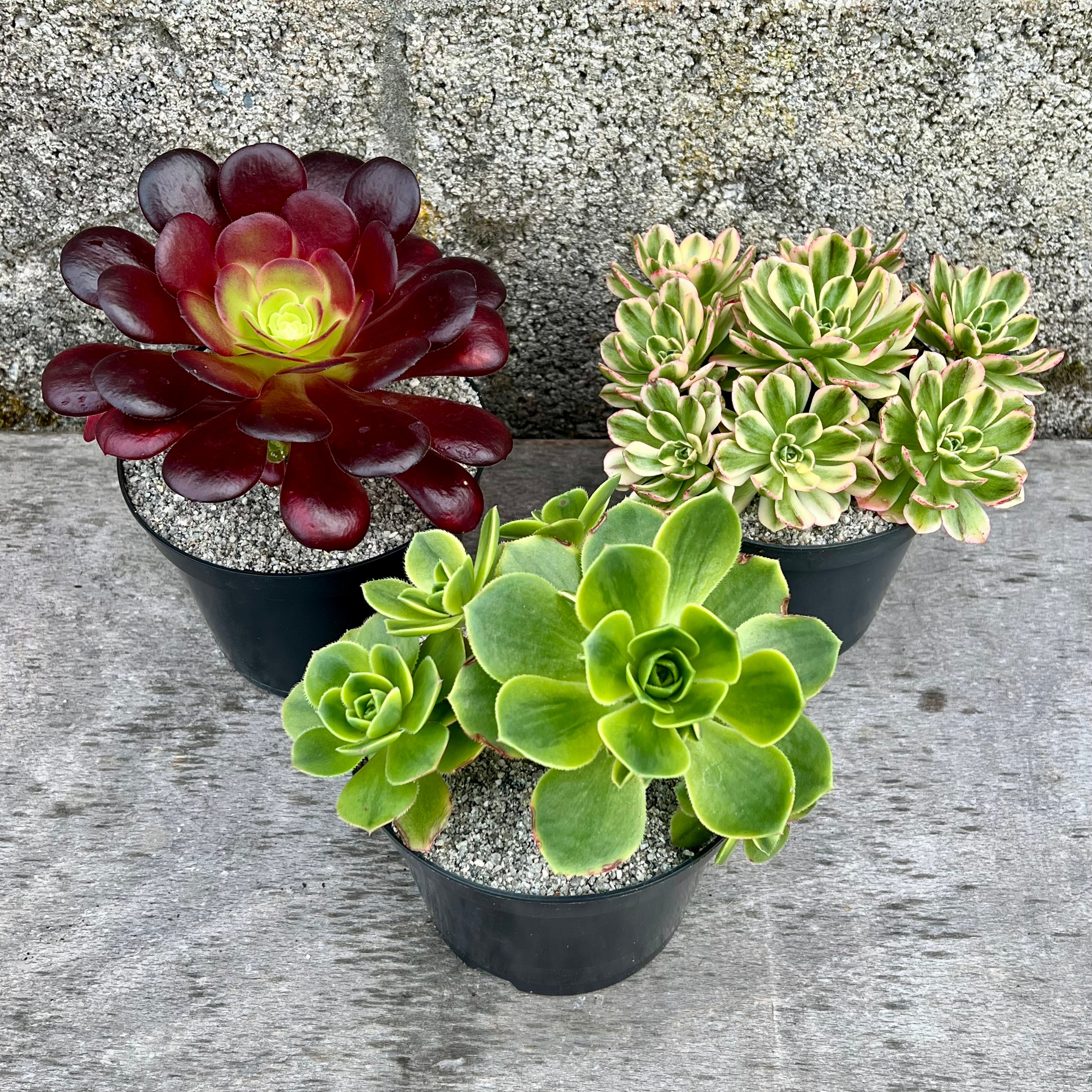 アエオニウムお楽しみセット – Surreal Succulents
