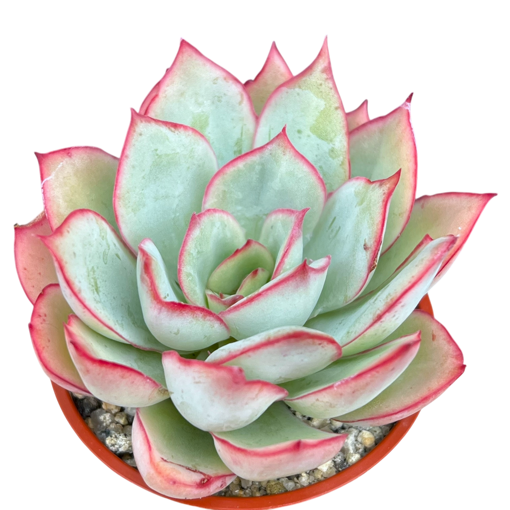 green goddess succulent Echeveria 'Moon Goddess' – Surreal Succulents