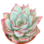 Echeveria 'Moon Goddess'