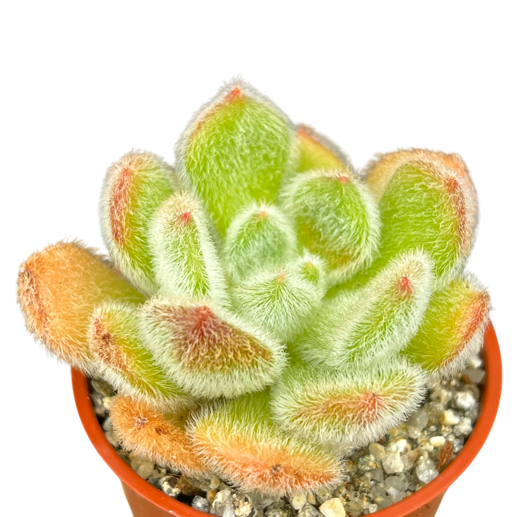 Echeveria 'Bombycina'