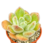 Echeveria 'Bombycina'