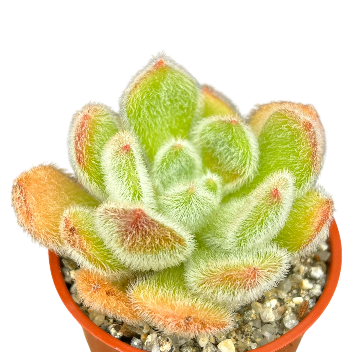 Echeveria 'Bombycina'
