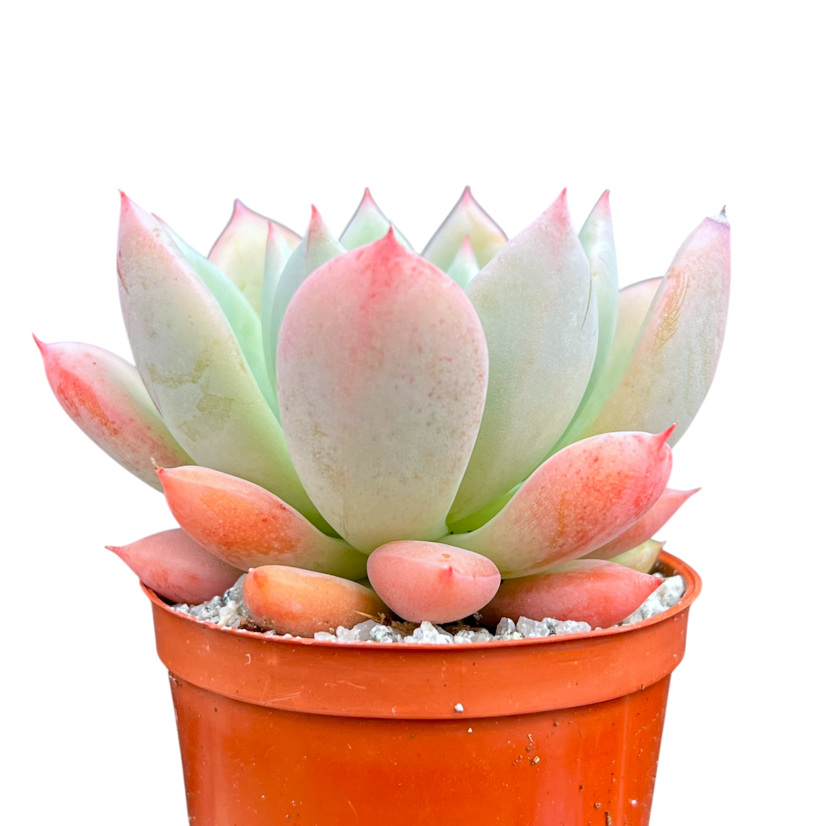 x Graptoveria 'Nyla Blue'