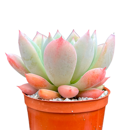 x Graptoveria 'Nyla Blue'