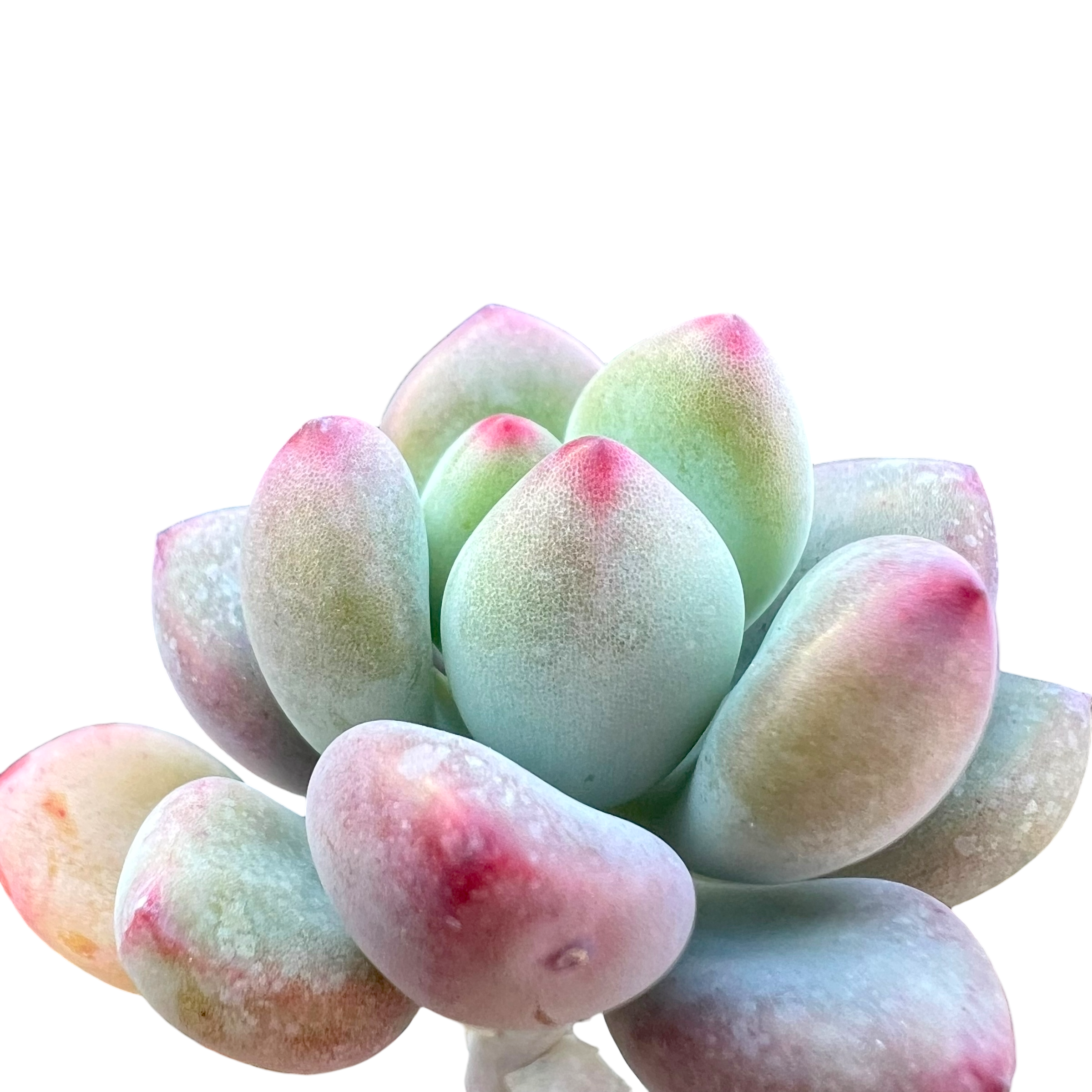 セダム・コンミクストゥム | コミックトム – Surreal Succulents