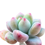 Sedum commixtum | Comic Tom