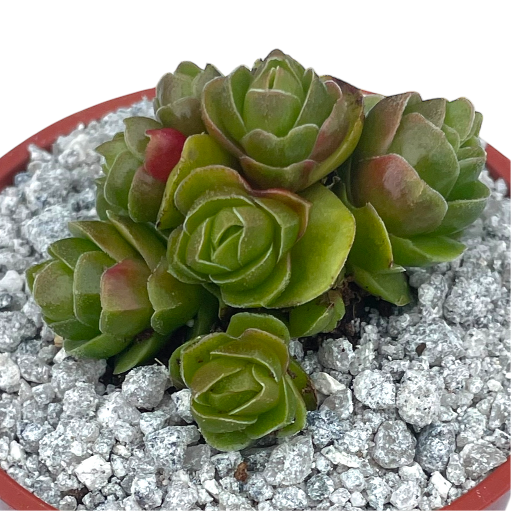 Crassula 'Emerald'