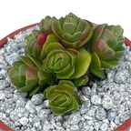 Crassula 'Emerald'