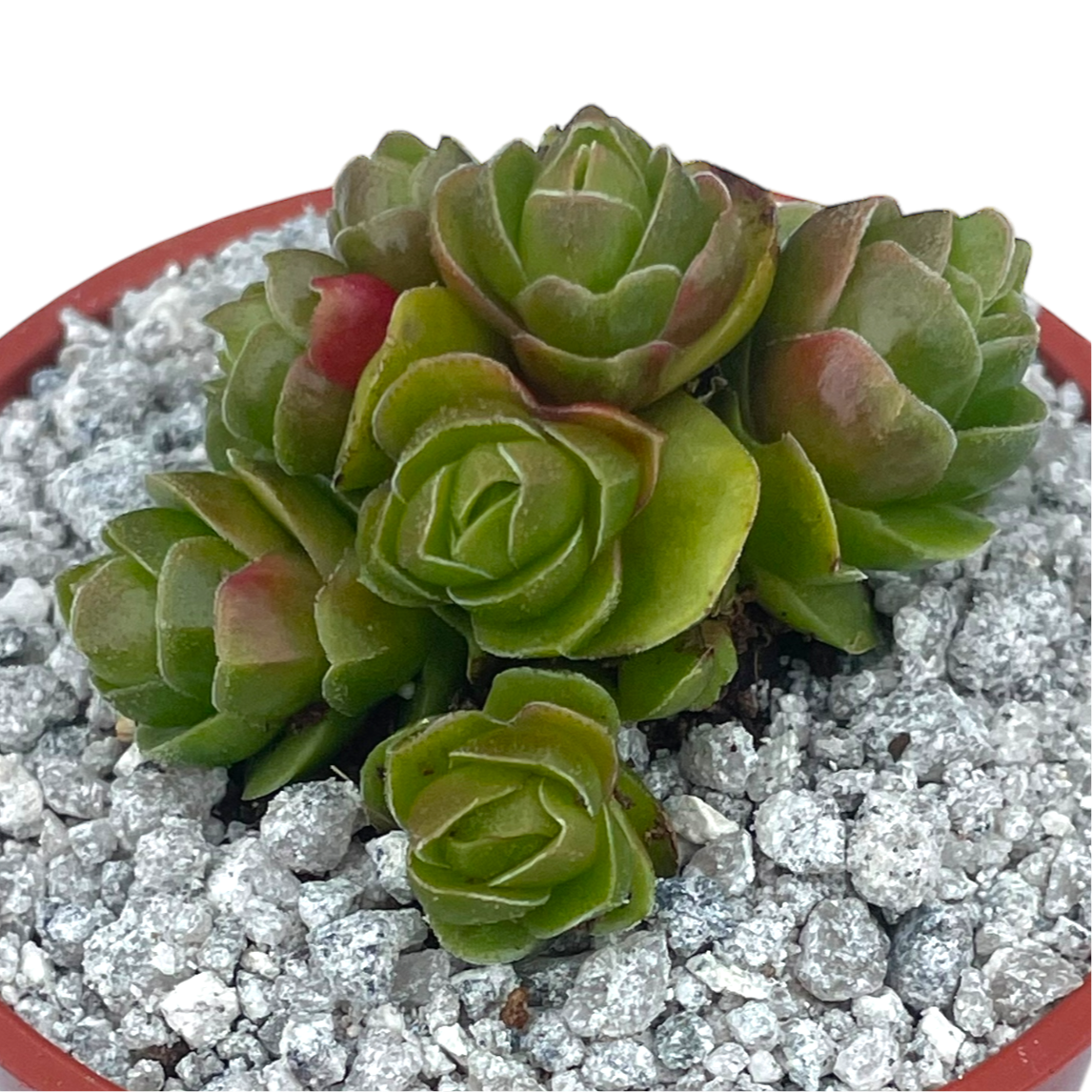 Crassula 'Emerald'