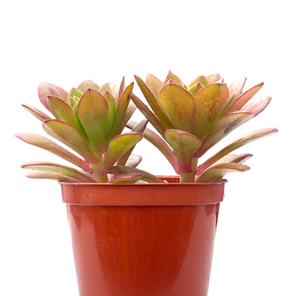 Aeonium 'Plum Thumb'