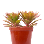 Aeonium 'Plum Thumb'