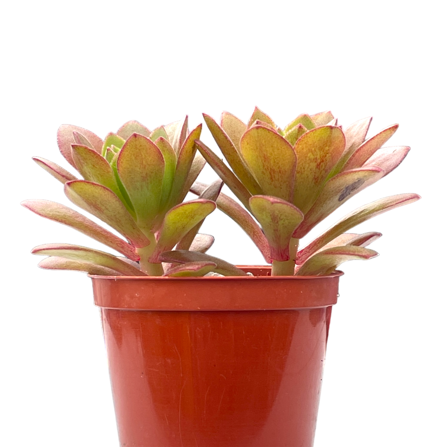 Aeonium 'Plum Thumb'