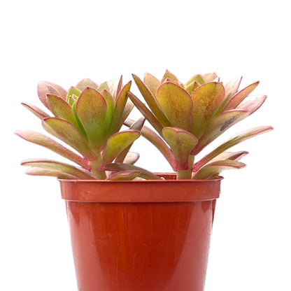 Aeonium 'Plum Thumb'
