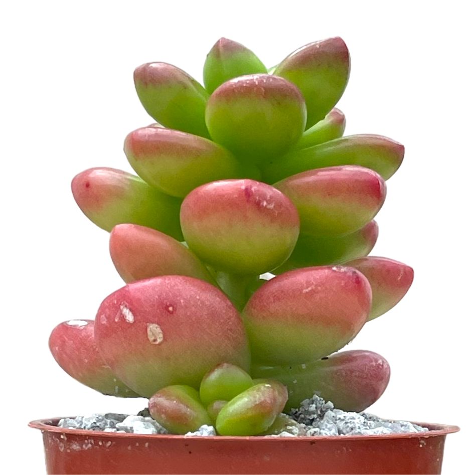 Sedum lucidum 'Obesum'