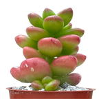 Sedum lucidum 'Obesum'