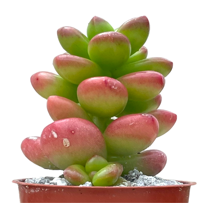 Sedum lucidum 'Obesum'